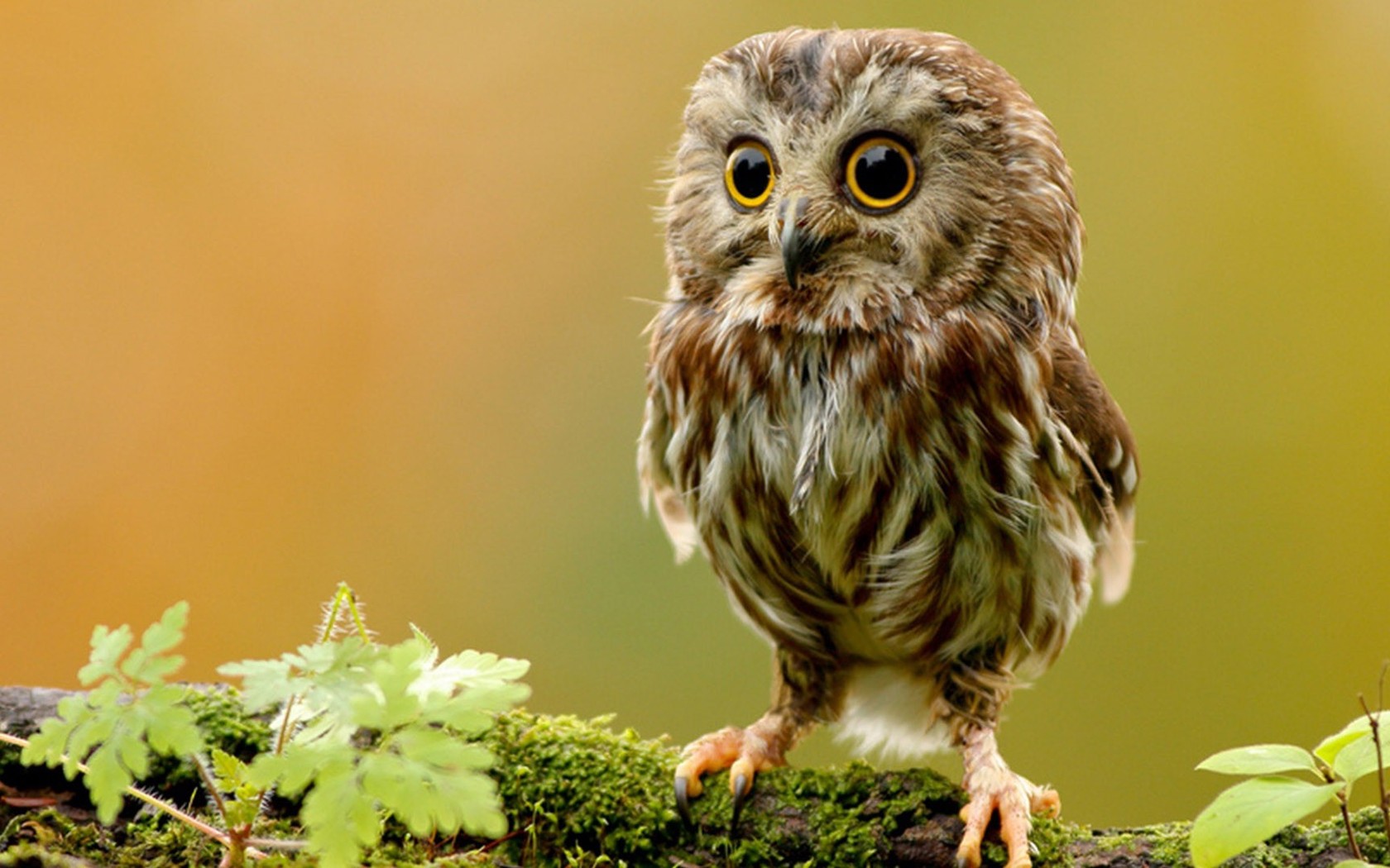 Baby Owl Wallpaper
