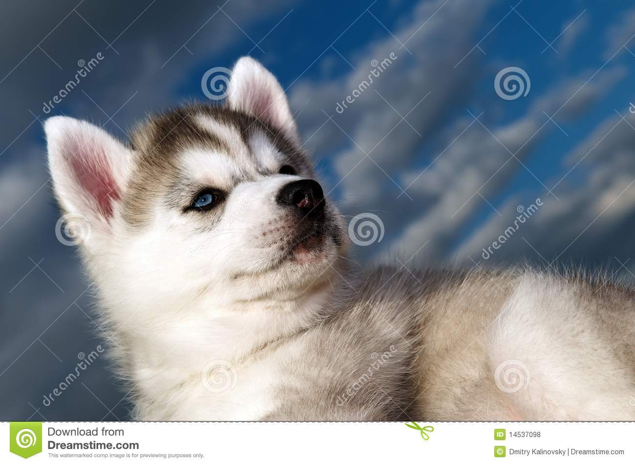 Siberian Husky Dog Puppy Jpg