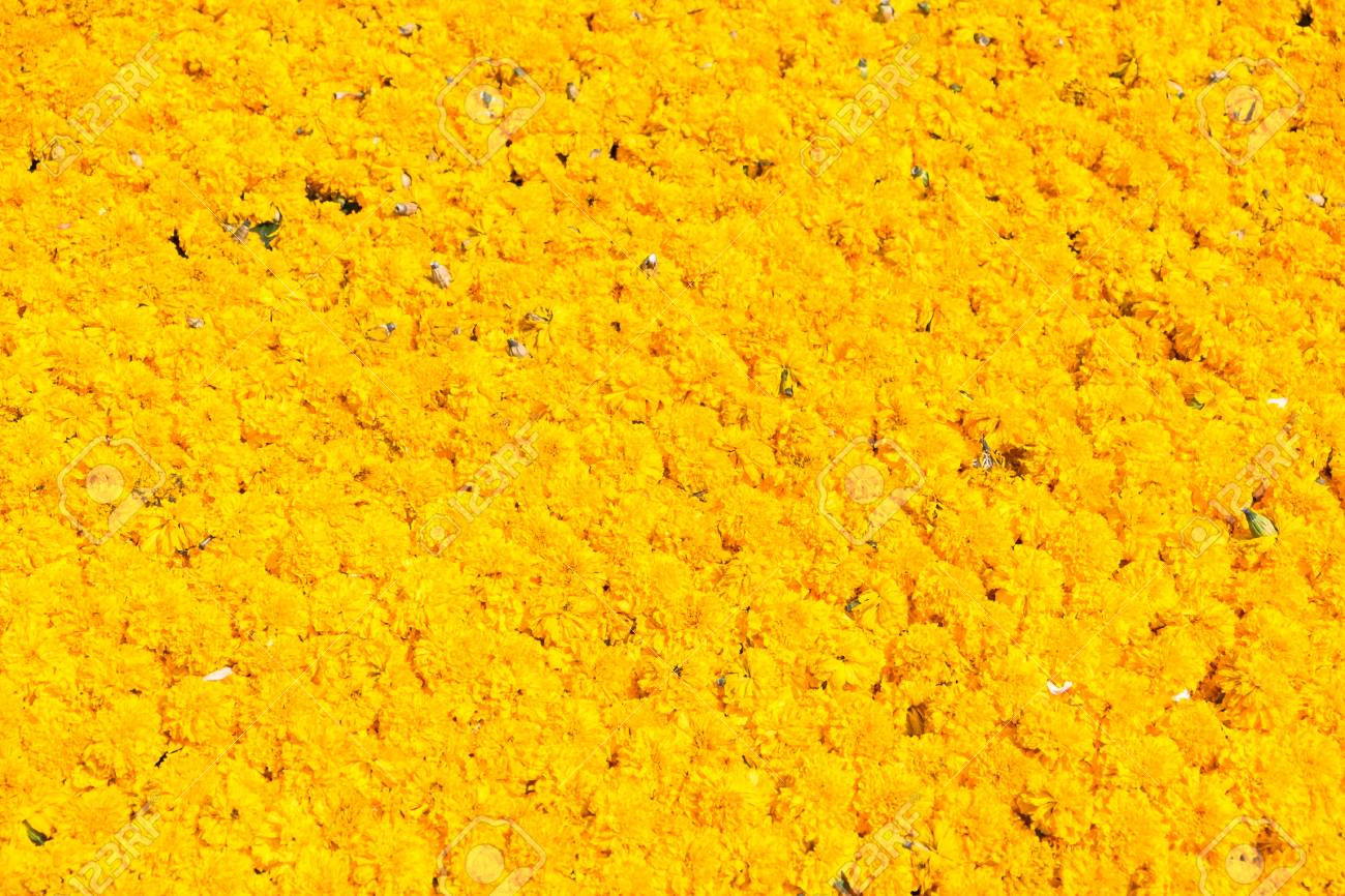 Flowers Of Marigold Marigolds Background Stock Photo Picture And