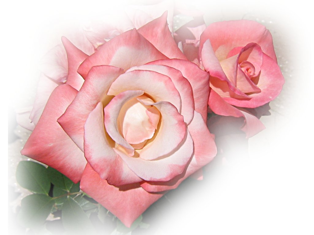 Fonds D Cran Roses Belles Gratuit