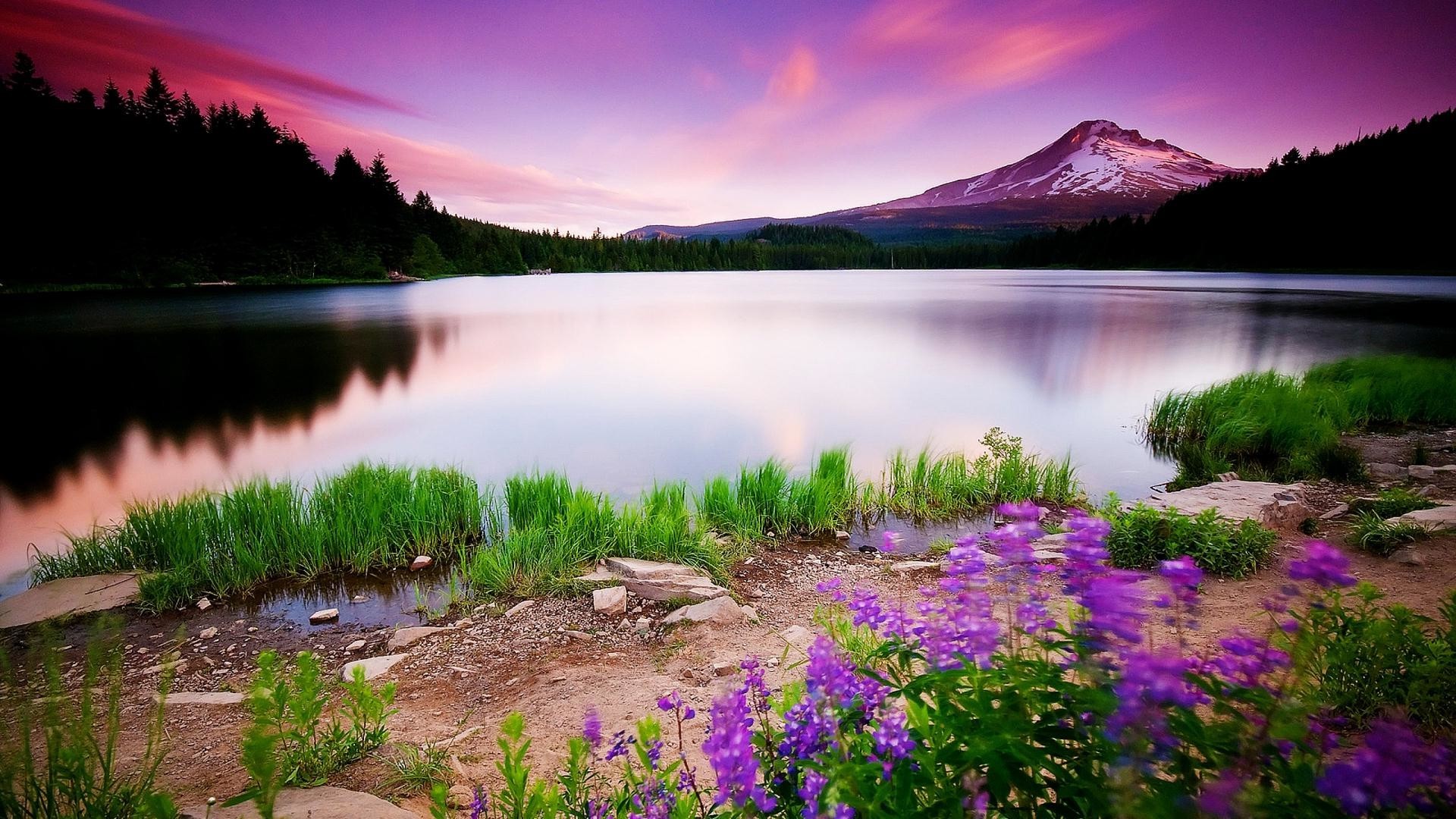 Nature Love Wallpaper HD