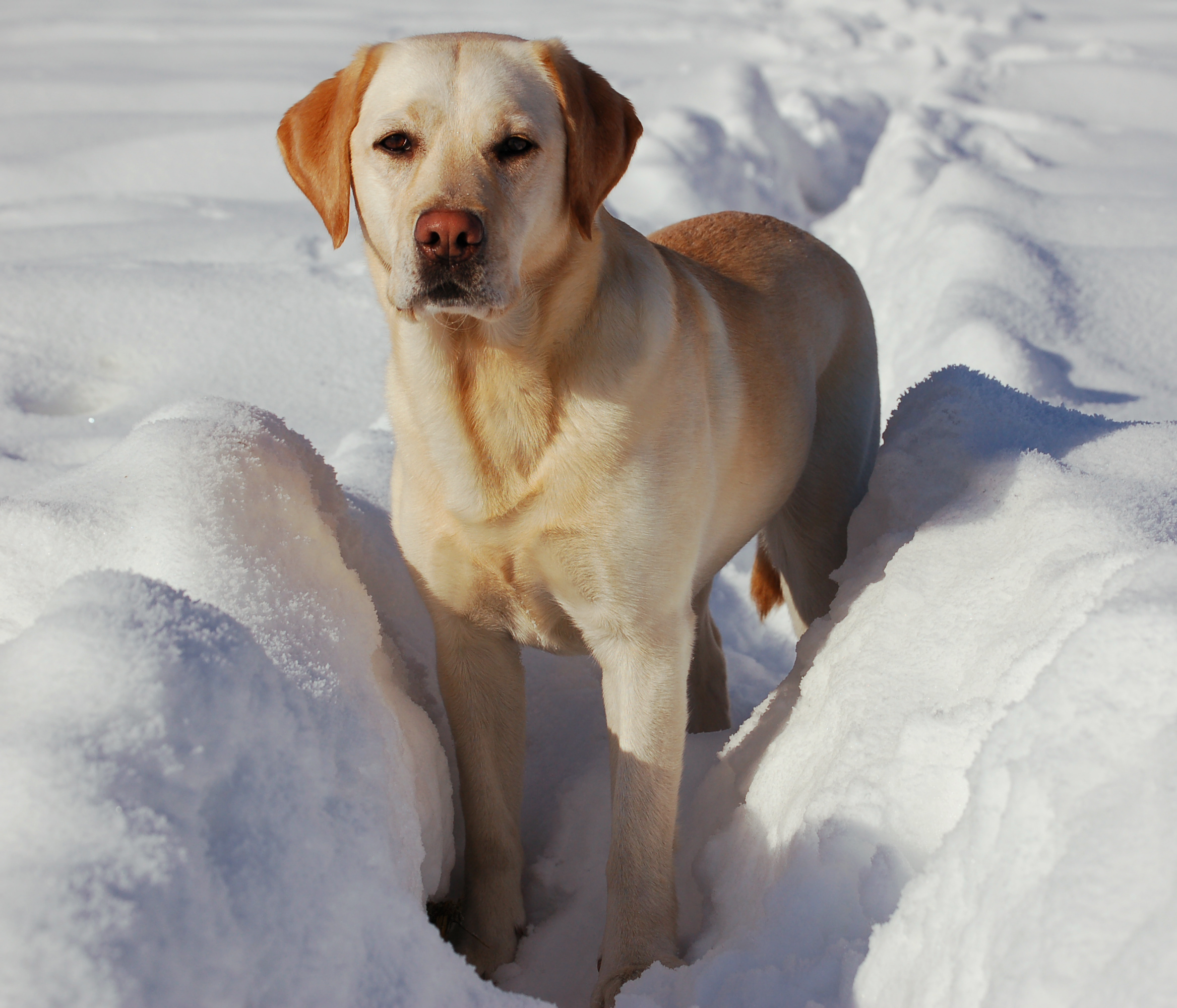 Winter Labrador Retriever Dog Photo And Wallpaper