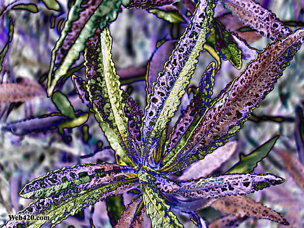 Nature Category Psychedelic Wallpaper Image Purple Plant