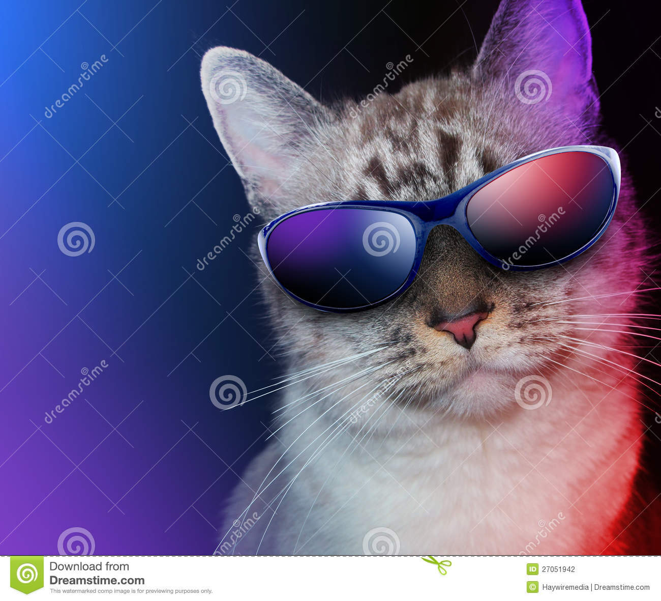 Cat Wearing Sunglasses Wallpaper Cool