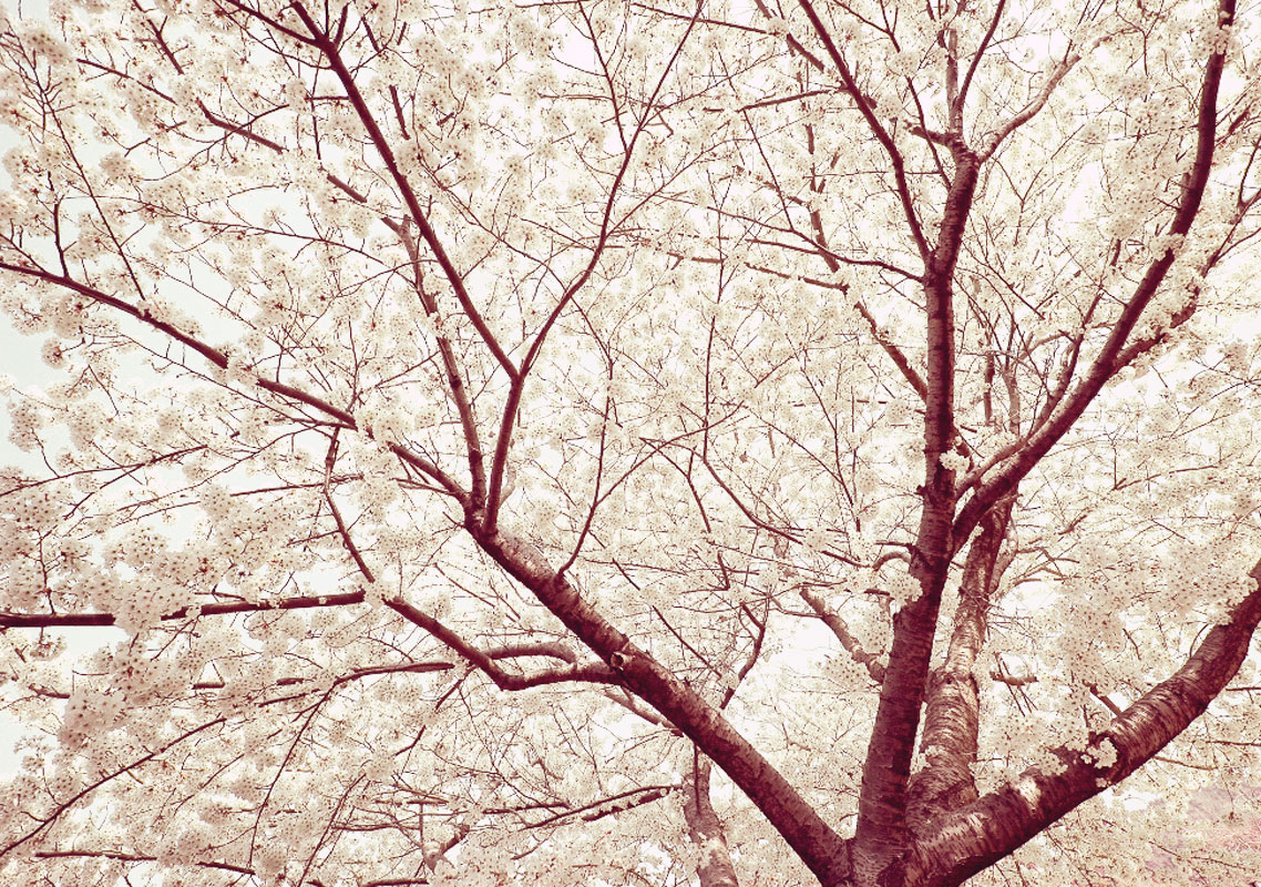 White Tree Branch Tablet Phone Wallpaper Background