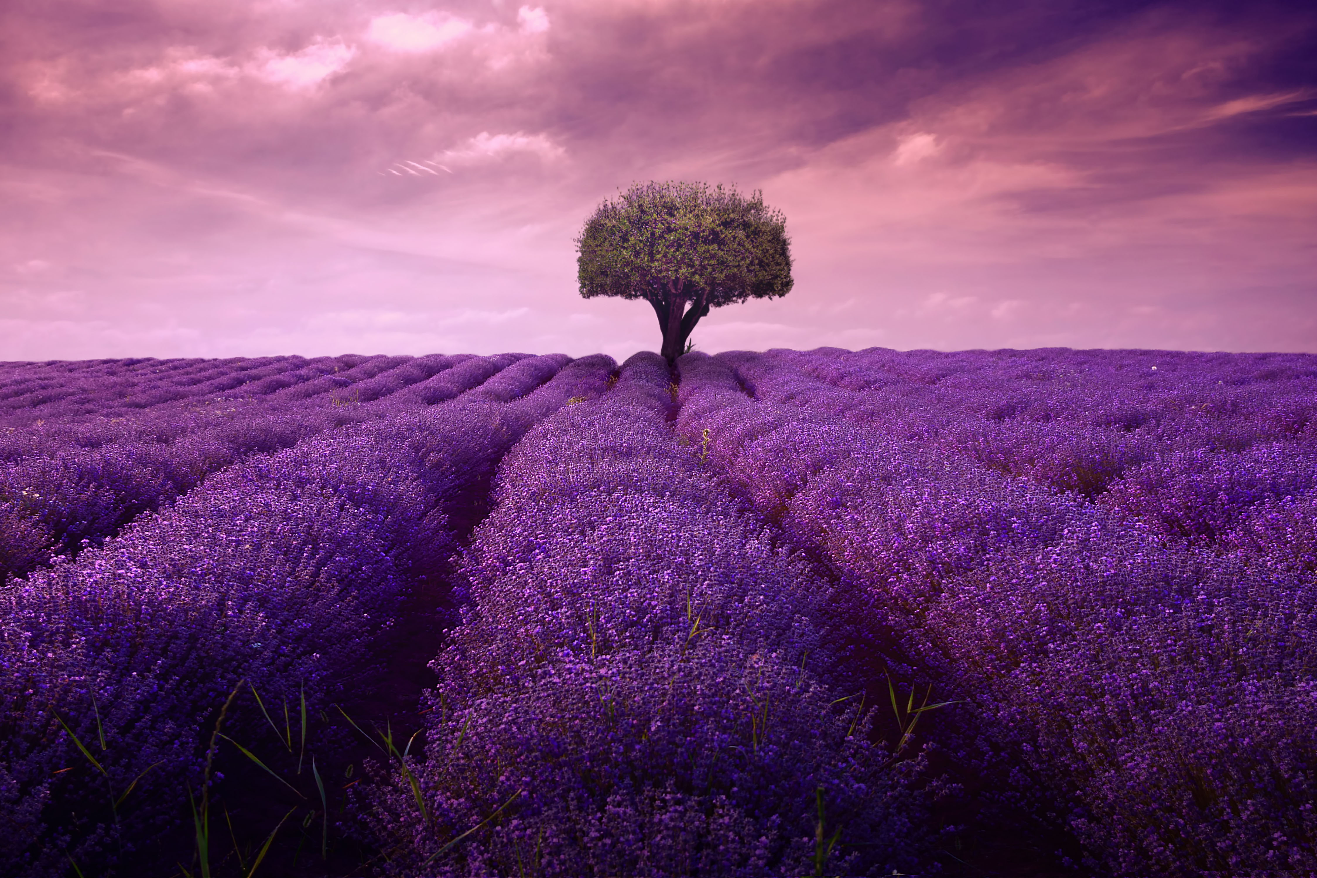 Nature Field Cloud Tree Lavender 4k Ultra HD Wallpaper By John