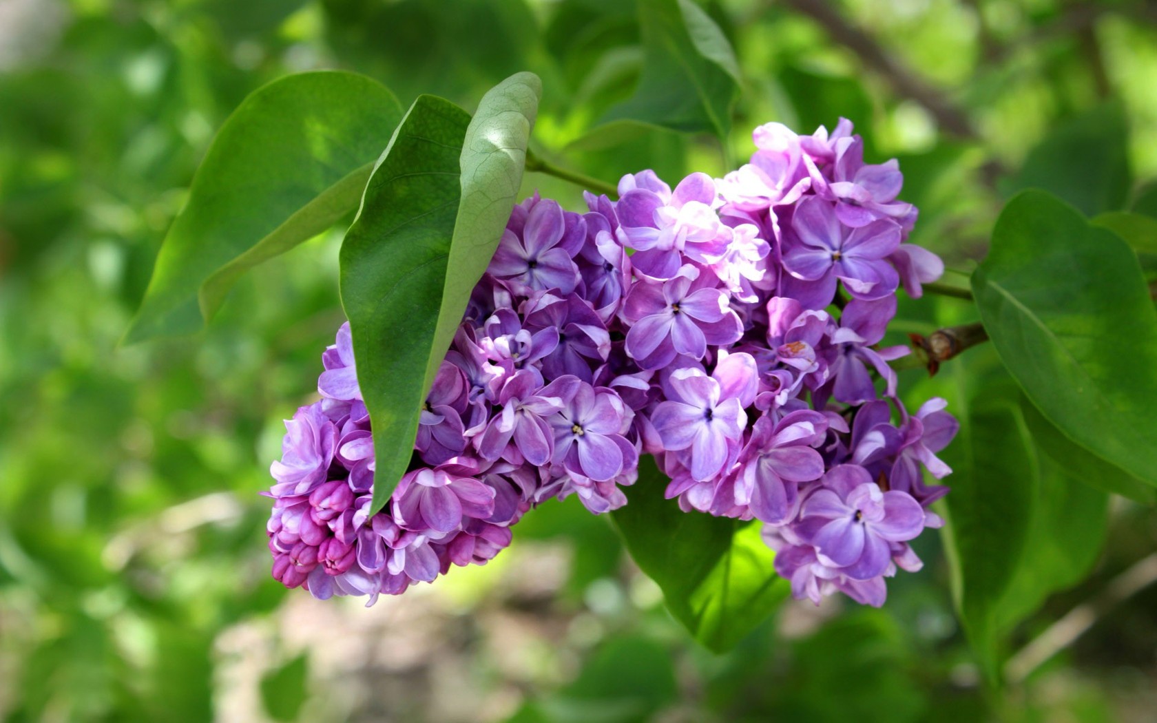 Lilac wallpaper 10973