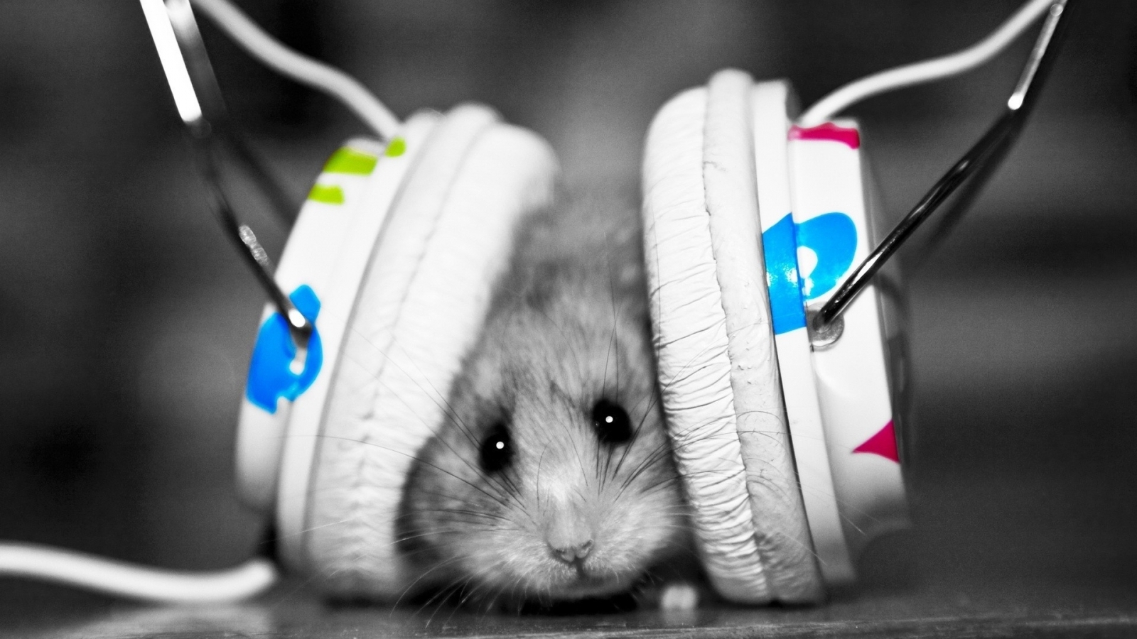 Hamster Naar Muziek Luisteren Grappige Foto S Behang In