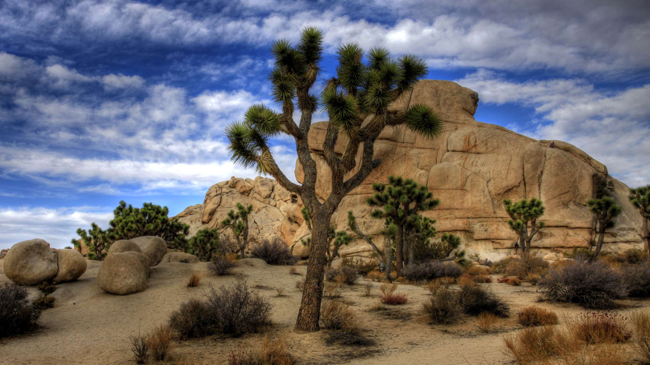 Joshua Tree National Park HD Wallpaper Best Collection