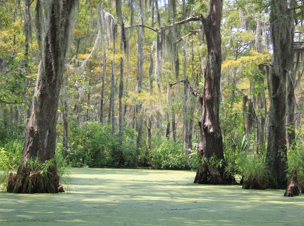 Magnificent Cypress In The Louisiana Swamp National Geographic Photo