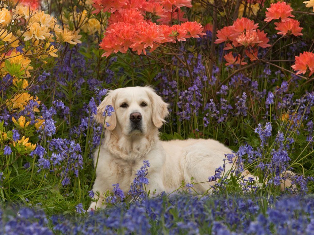 Golden Retriever in Spring Dog wallpaper Golden retriever Dog