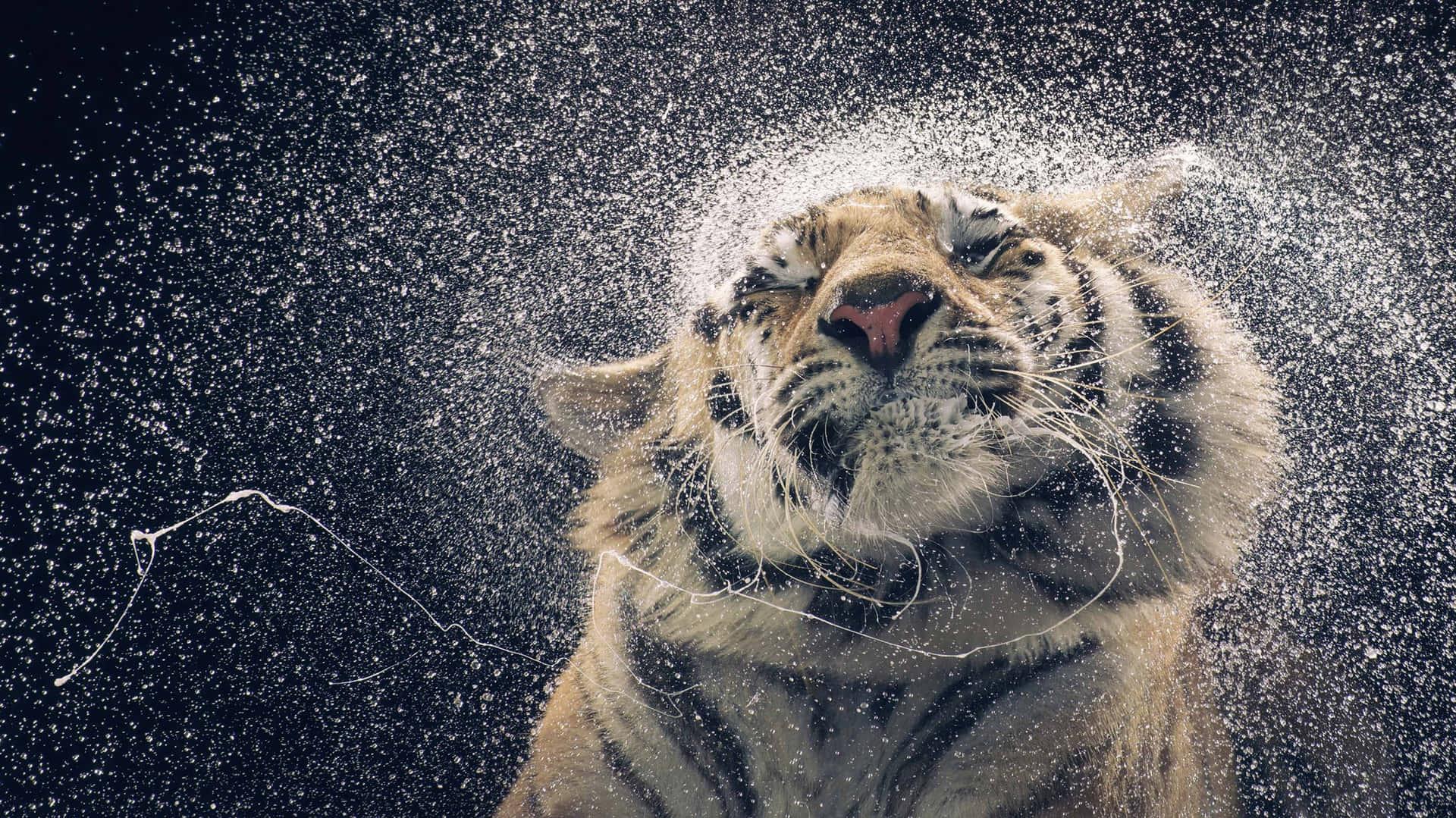 A Tiger Is Being Sprayed With Water Wallpaper