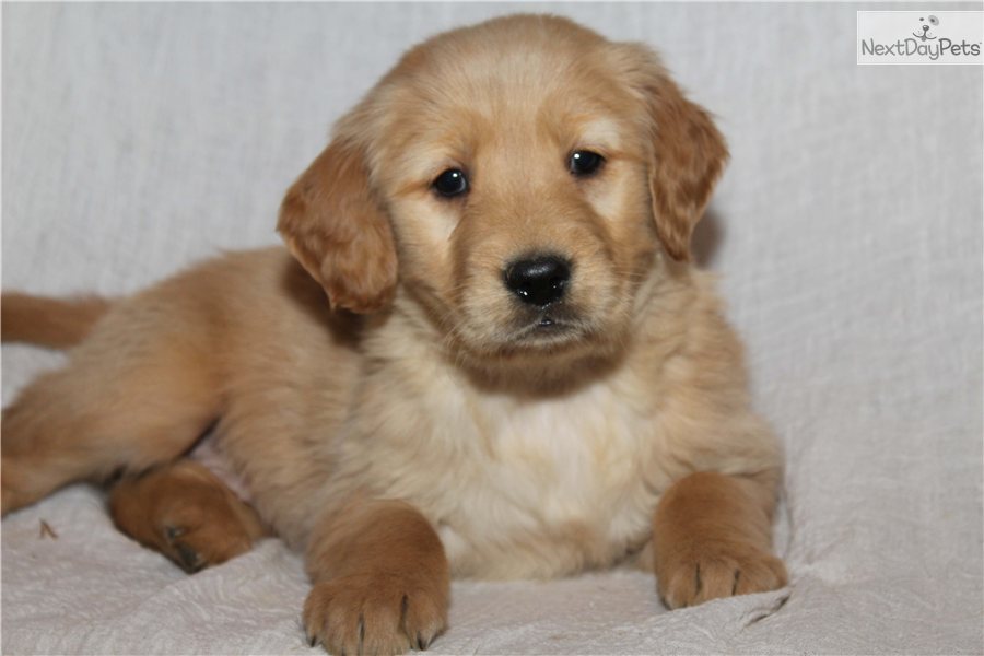 Puppy World Cute Golden Retriever Pictures
