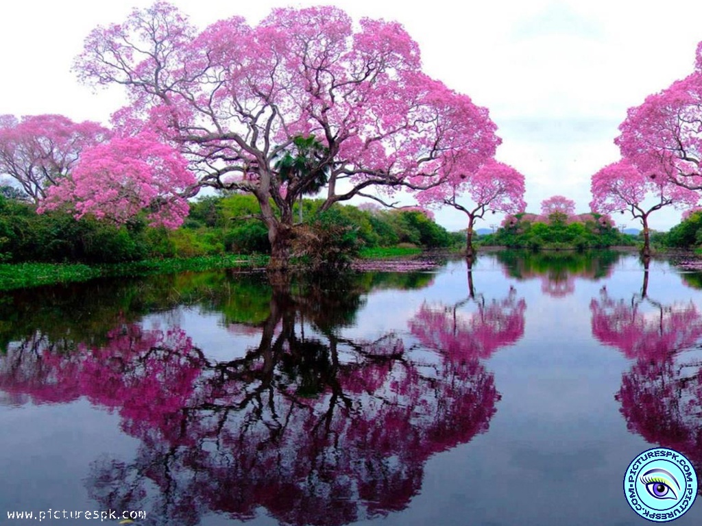 Pink Tree Picture Wallpaper In Resolution