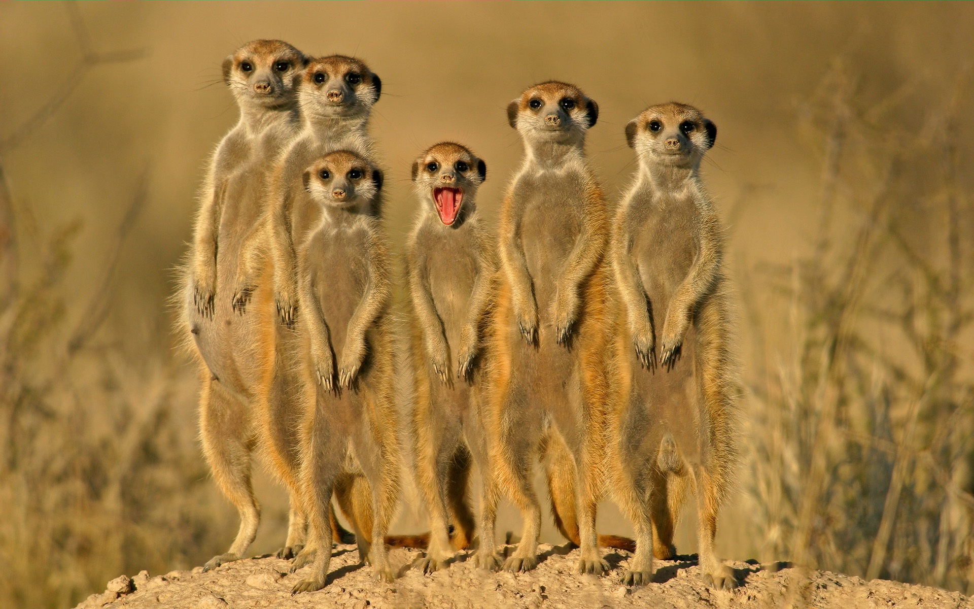 Funny Animal Background Pictures HD Wallpaper