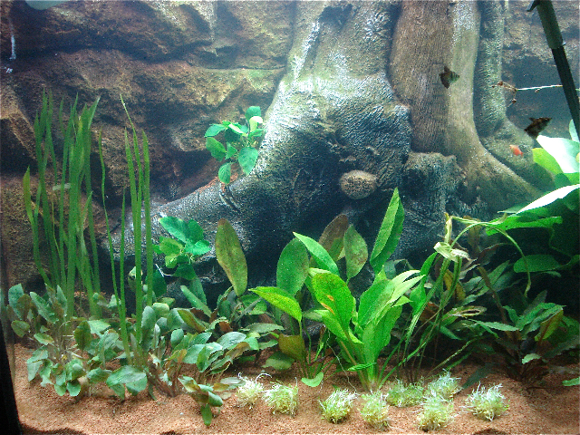 3d Aquarium Backgrounddesigns By Nature Background