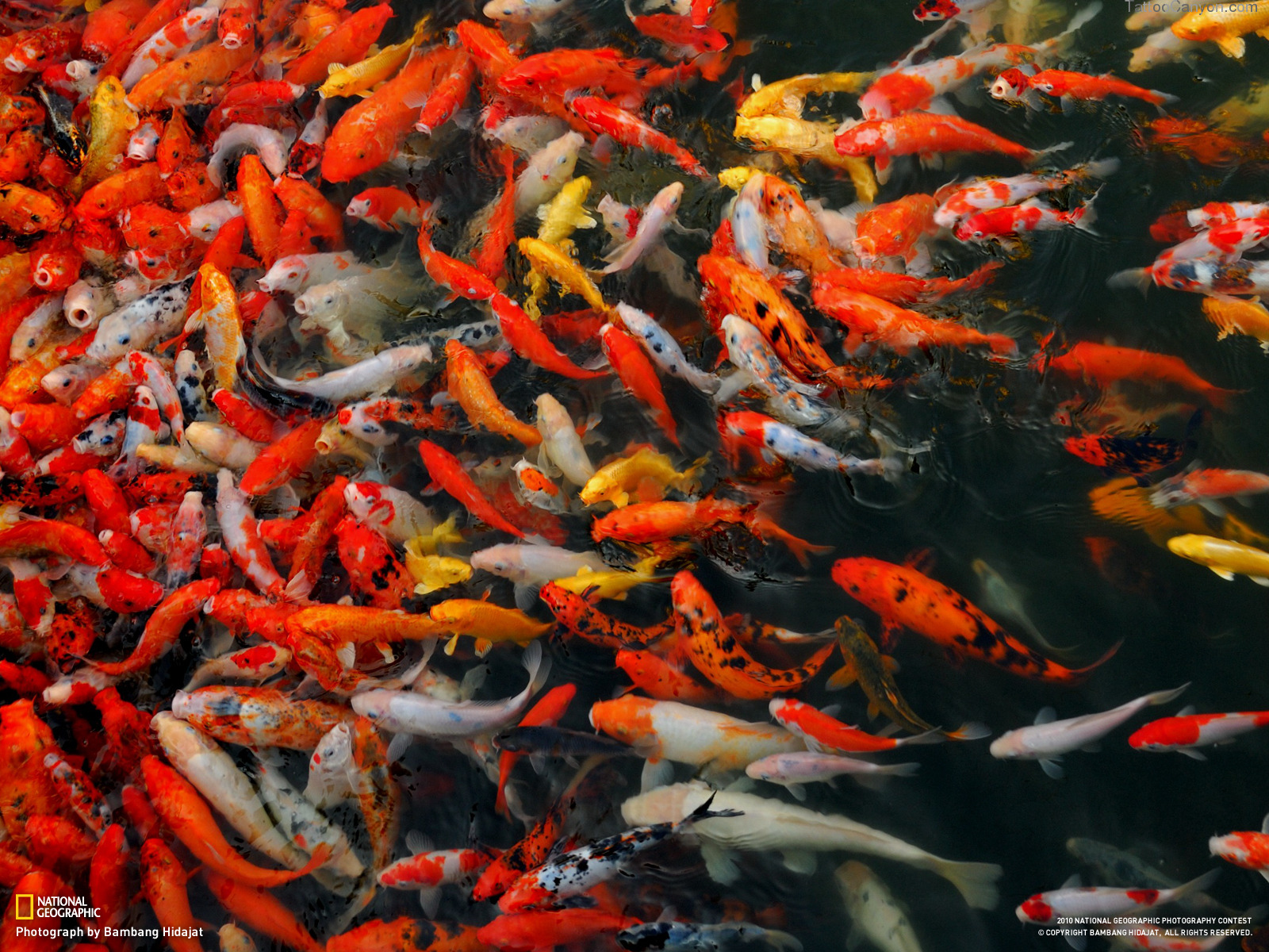 Koi Fish Wallpaper Desktop Background Picture