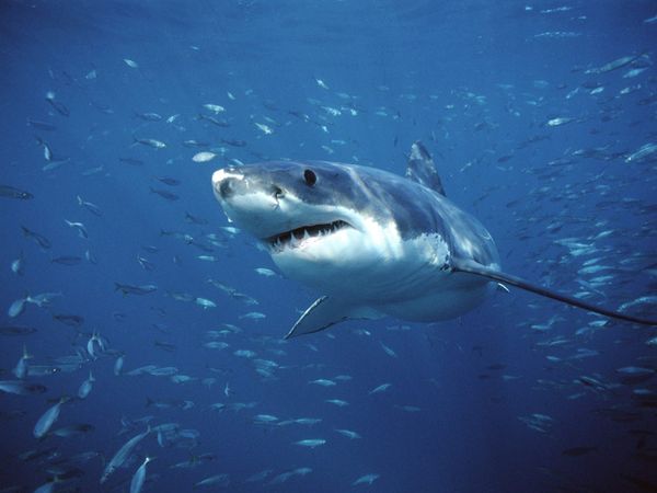 Great White Shark   Image 600x450