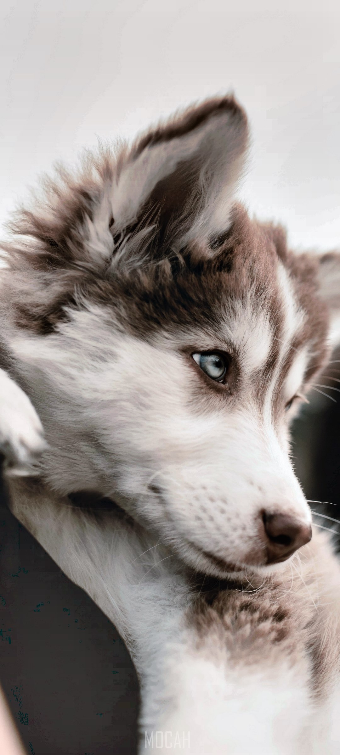 Animal Wolf Own And Eye HD Vivo V20 Pro Full Wallpaper