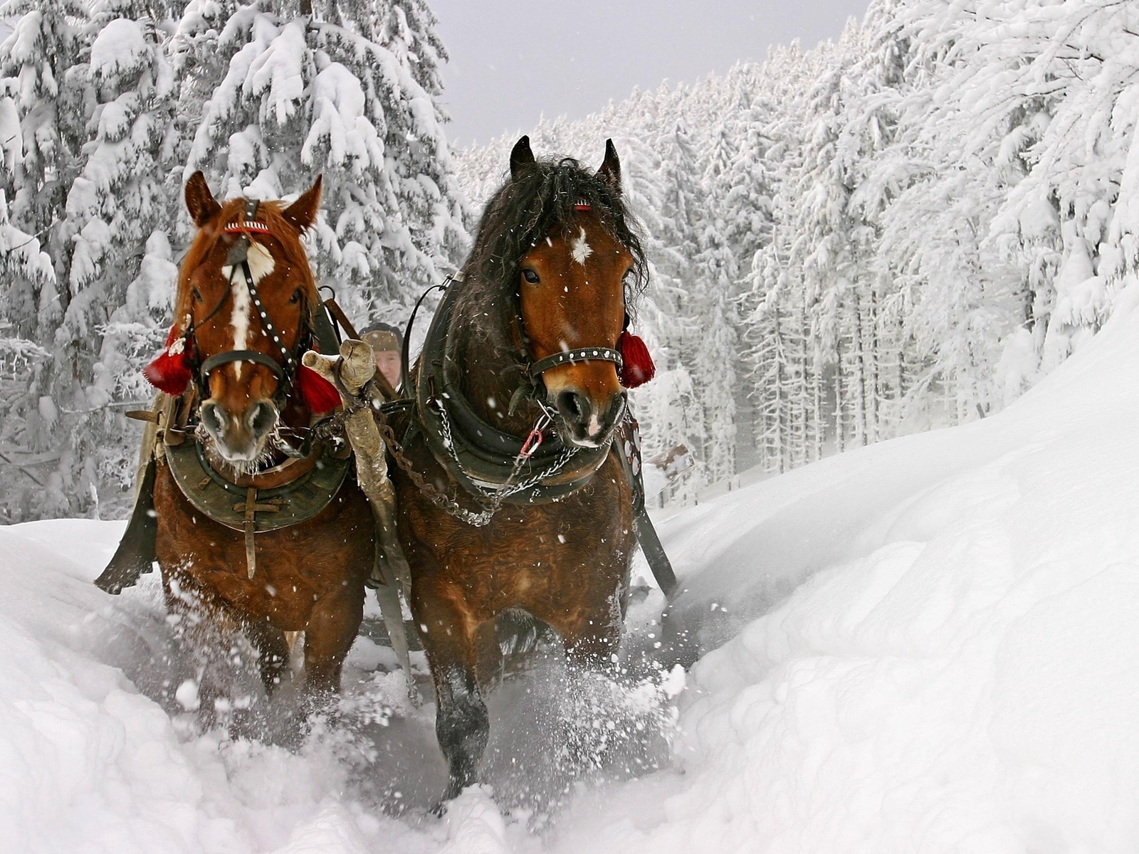 Wallpaper Horse Snow Sled Sledding Standard