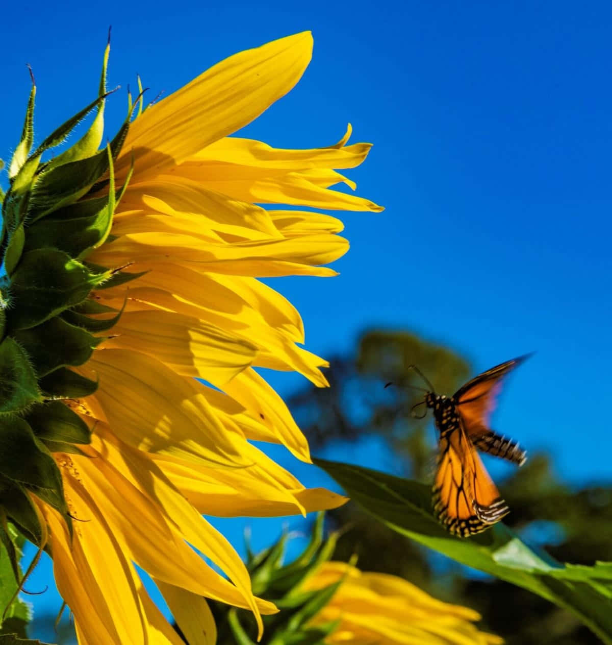 Sunflower And Butterfly Wallpaper