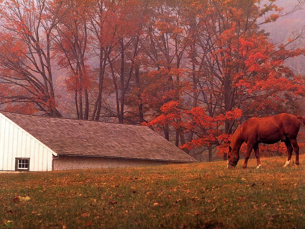 Red Misty Fall Horse Pasture Valley Forge Pennsylvania Usa