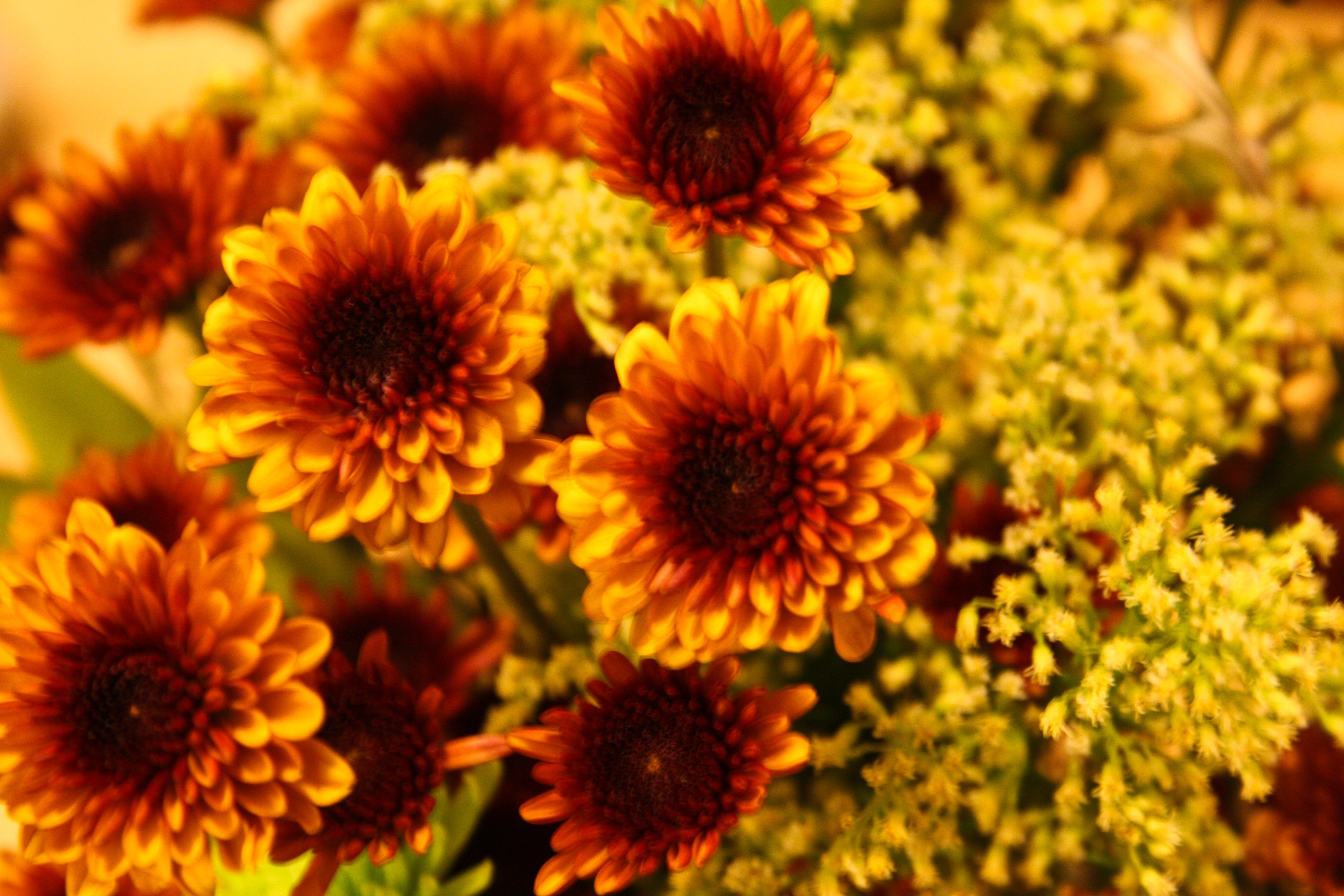 Fall Flowers Wallpaper Release Date Price And Specs