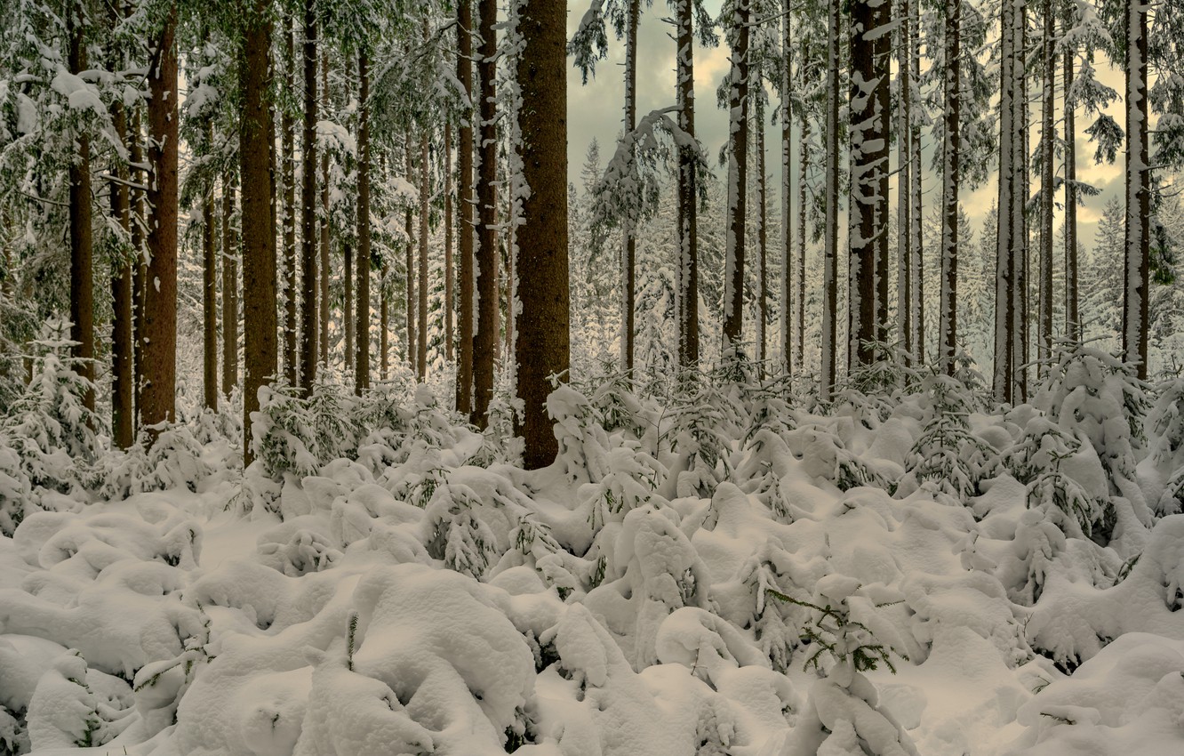 Wallpaper Winter Forest Snow Trees Germany Baden