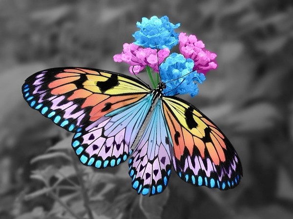 Papillons Wallpaper Photo Fond D Cran Image