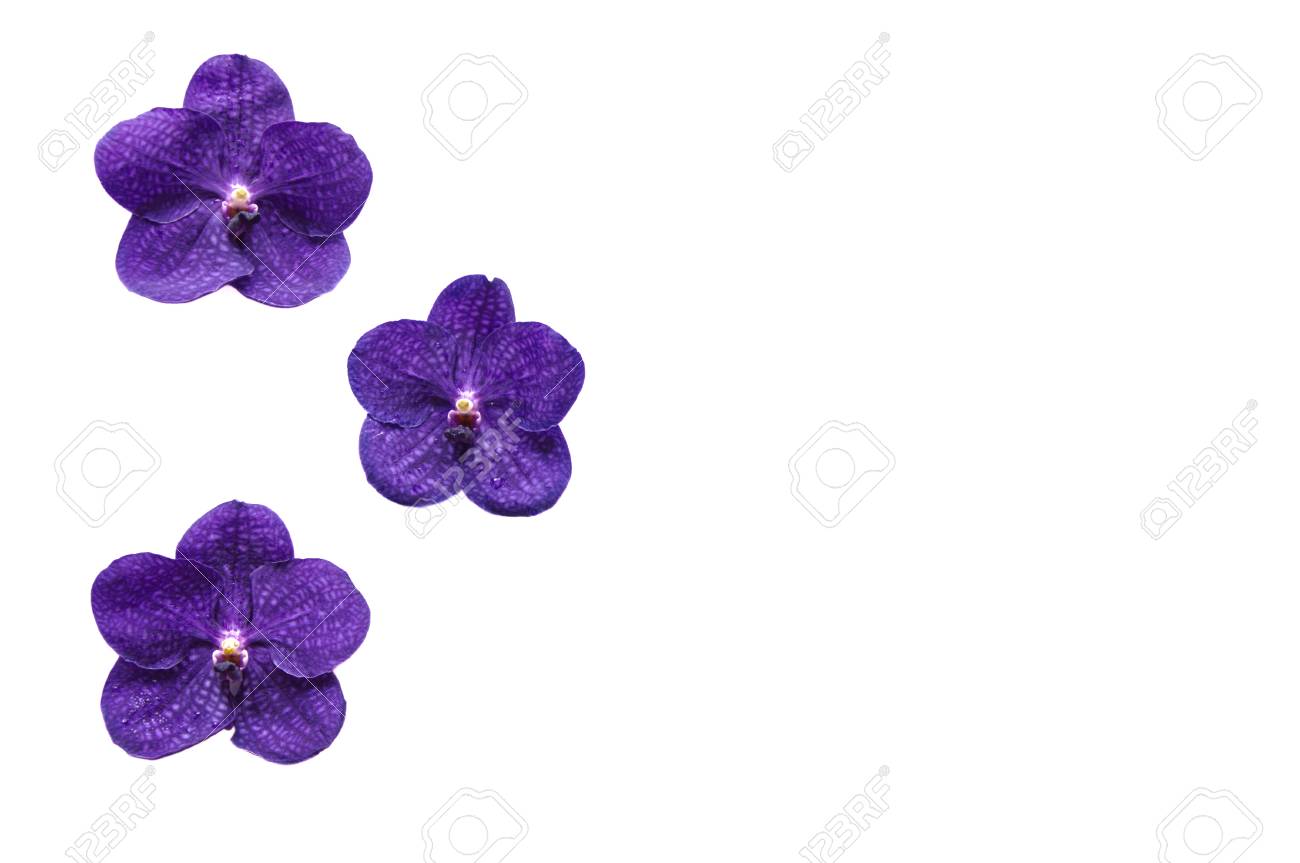 Flower Wallpaper From Purple Color Orchid Isolated On White
