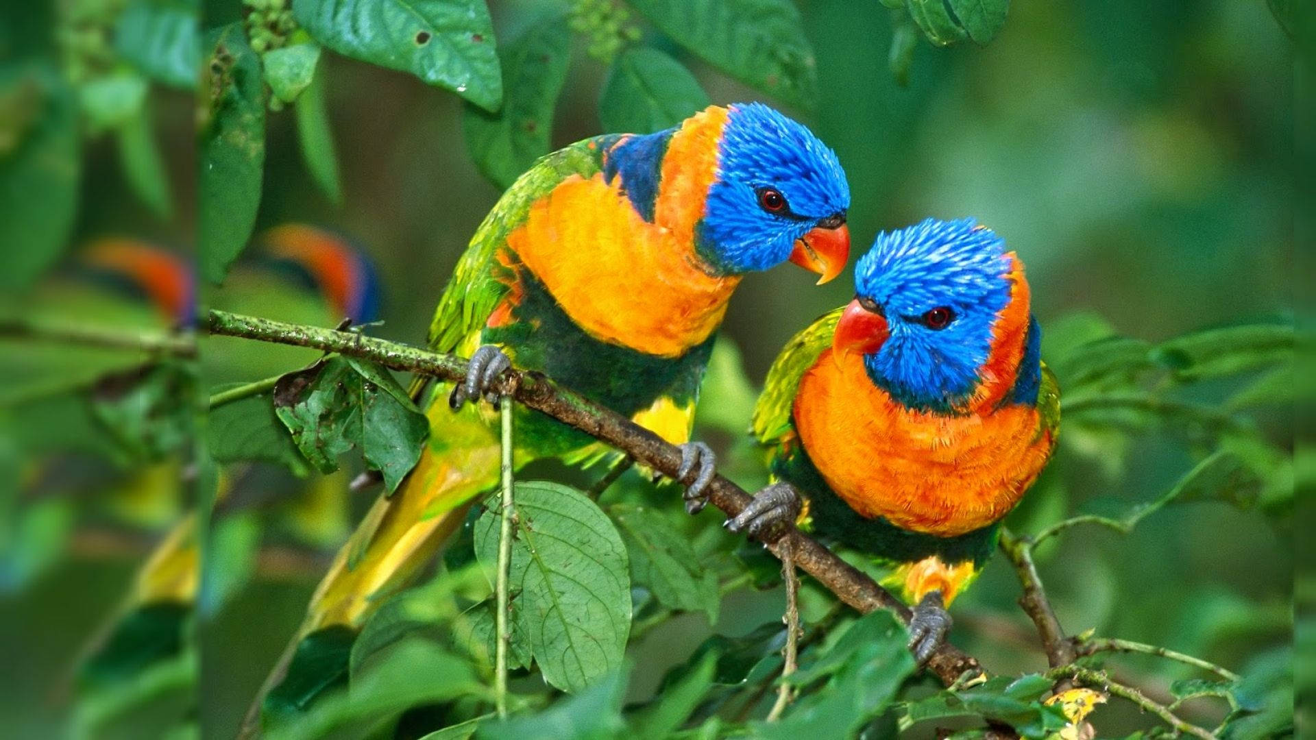 HD Birds Wallpaper