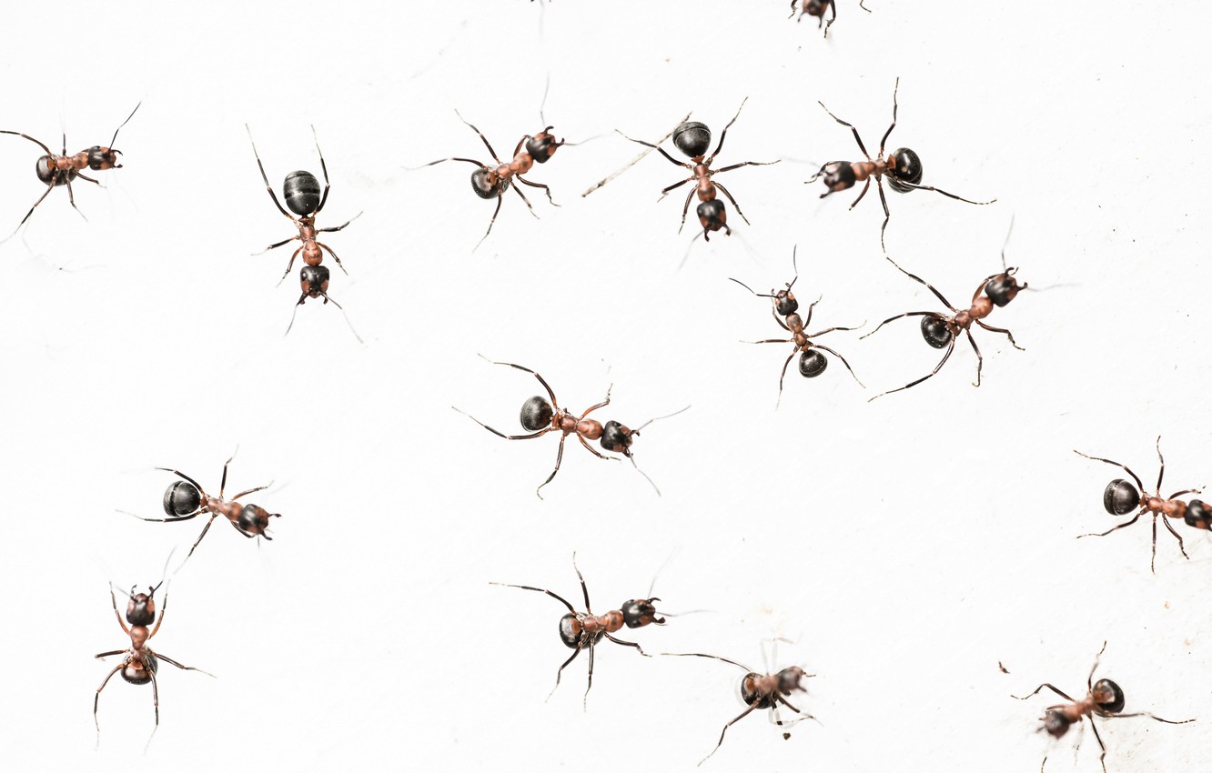 🔥 Free download Wallpaper nature background ants images for desktop