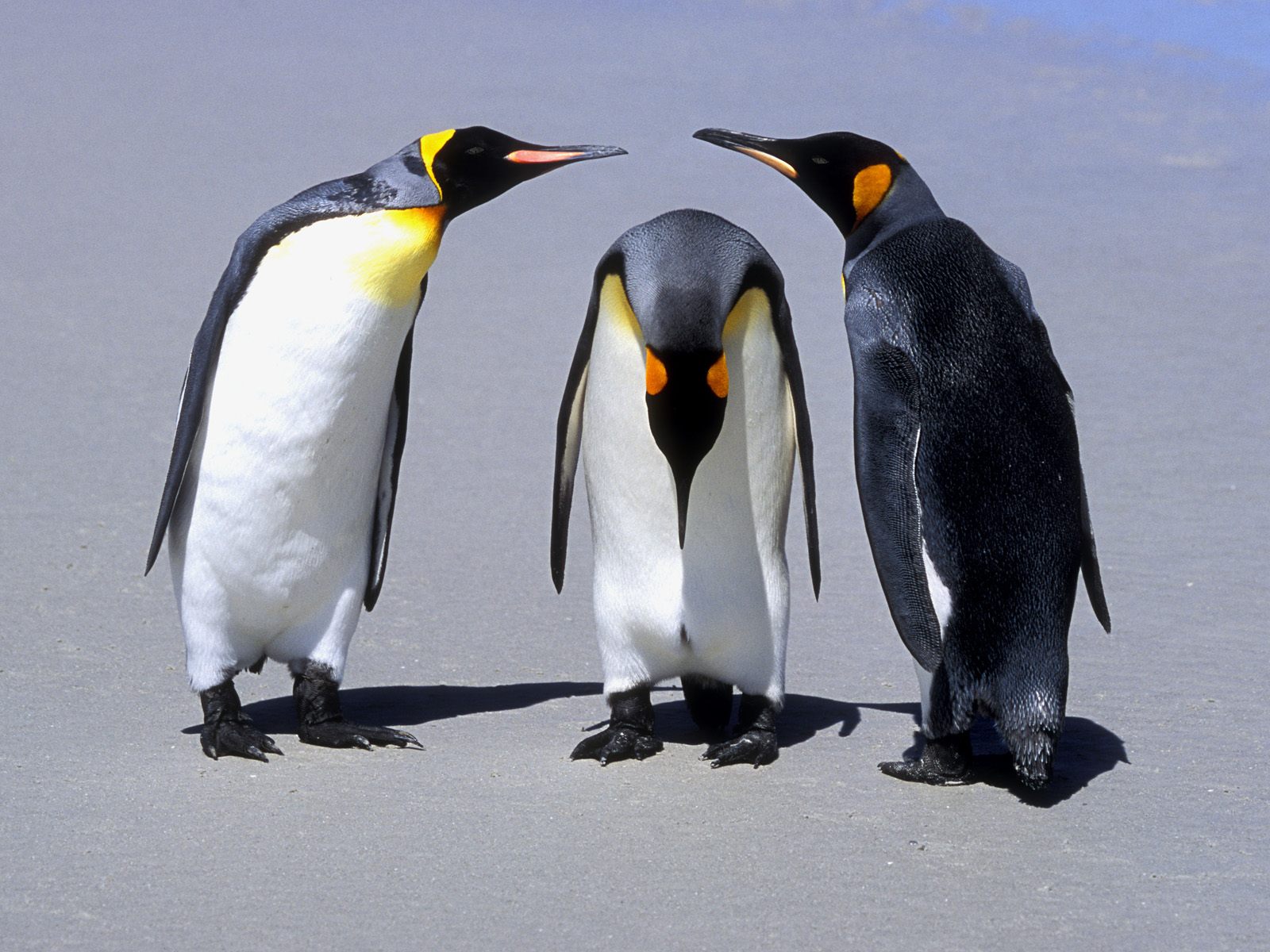 Penguins Desktop Wallpaper