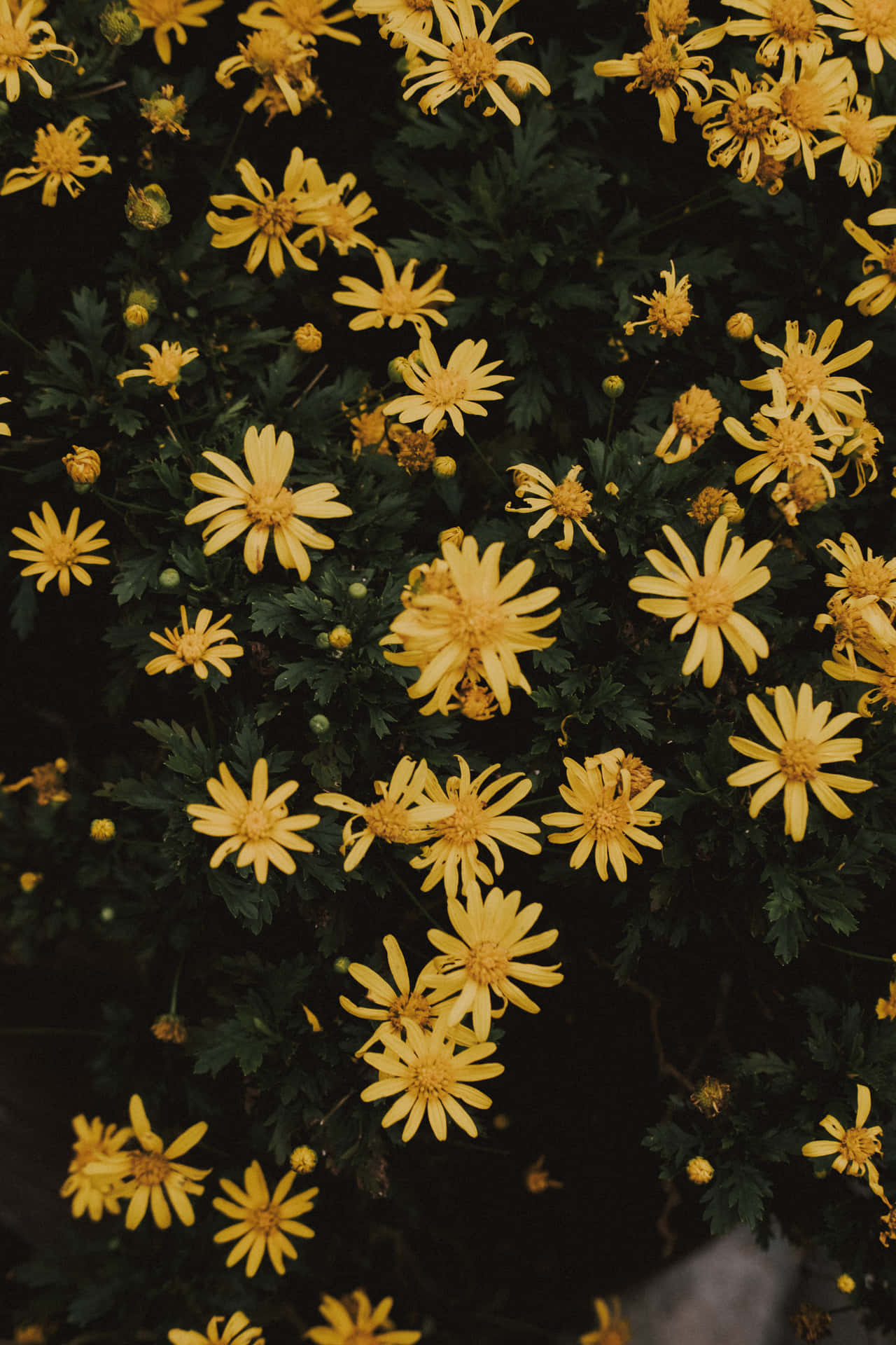 Yellow Aesthetic Phone Wallpaper