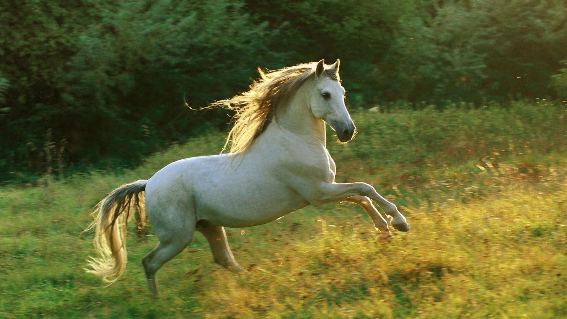 Horse Wallpaper Category Of HD Screensavers Is