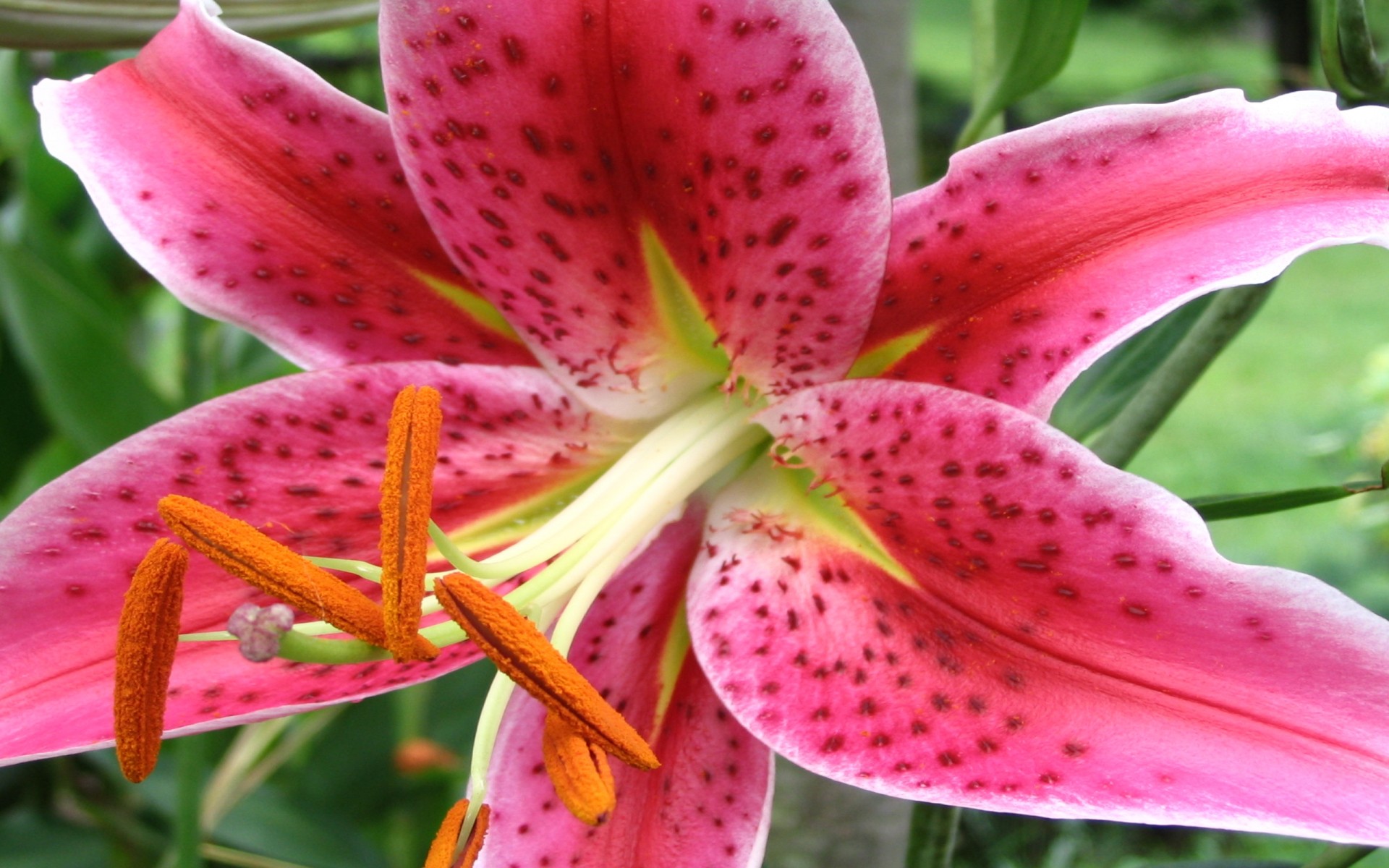 Stargazer Lilly Flower Background Image HD Desktop