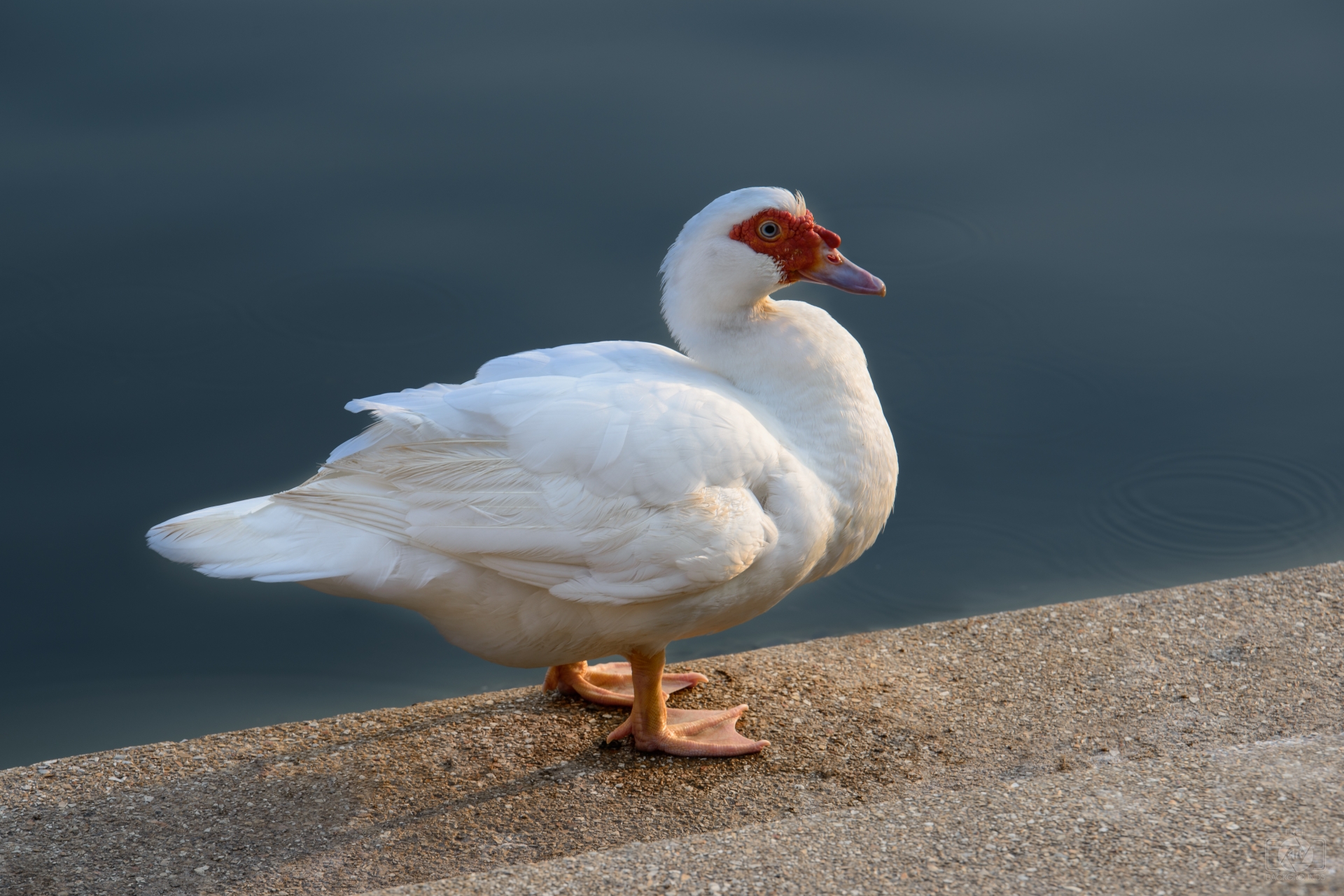Muscovy Duck Background High Quality Background