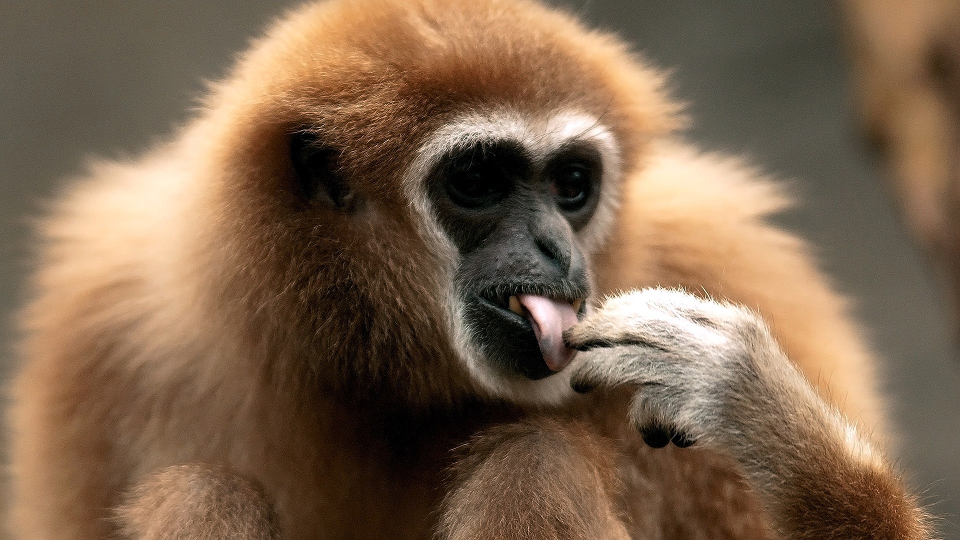 Funny Animals Monkey Puter Picture Wallpaper With