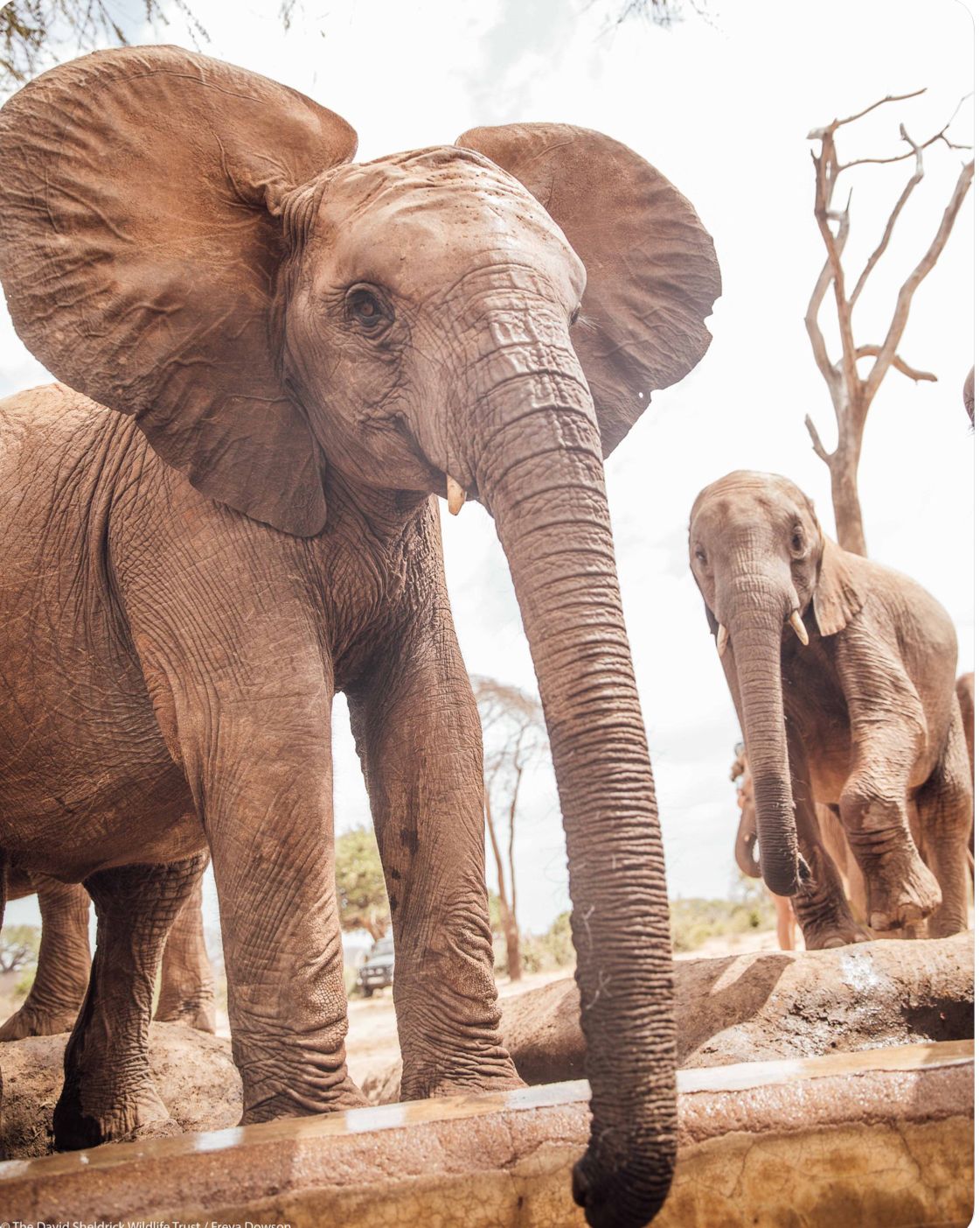 Patsy Cline On Elephants Elephant Art