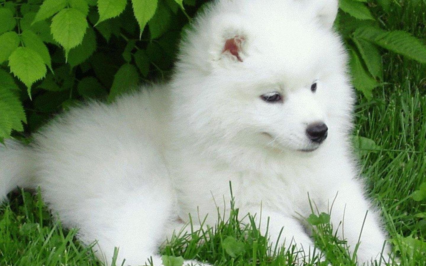 Dogs Samoyed Baby Canine Puppy Dog Wallpaper HD
