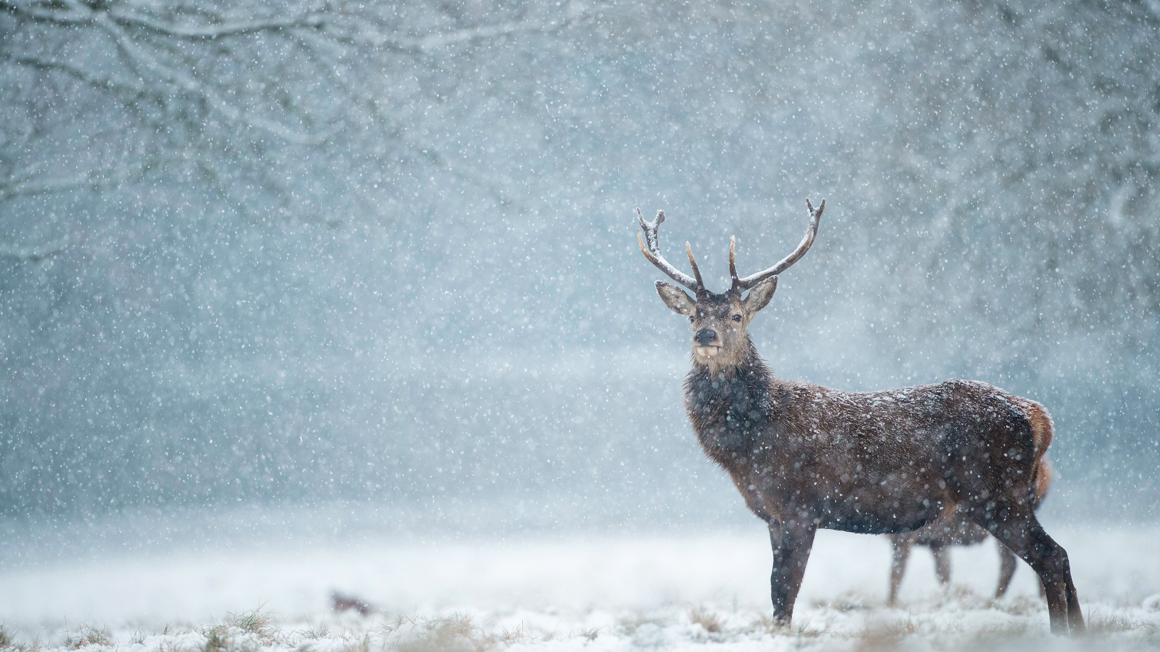 Free download Deer in Snowfall [3840x2160] for your Desktop, Mobile &  Tablet | Explore 22+ Snow and Deer Wallpapers | Free Deer Screensavers and  Wallpaper, Free Deer Wallpaper and Screensavers, Whitetail Deer
