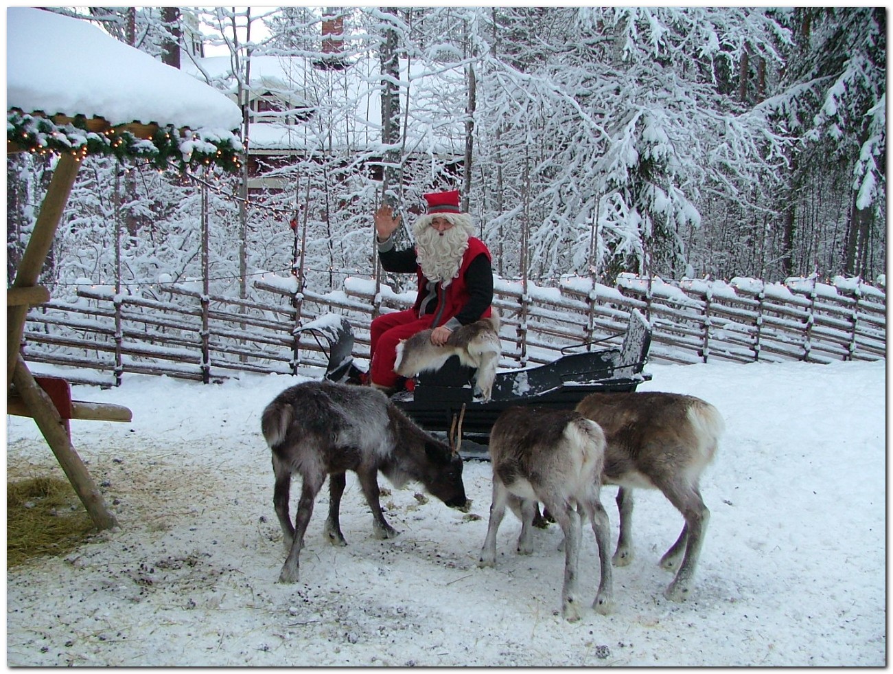Lovely Christmas Reindeer5 Reindeer