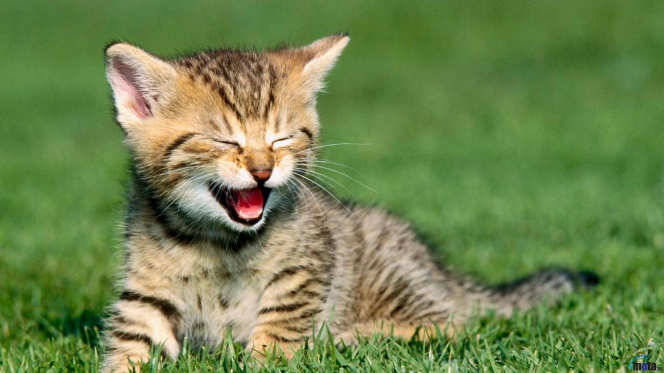 Photo for funny kitten wallpapers