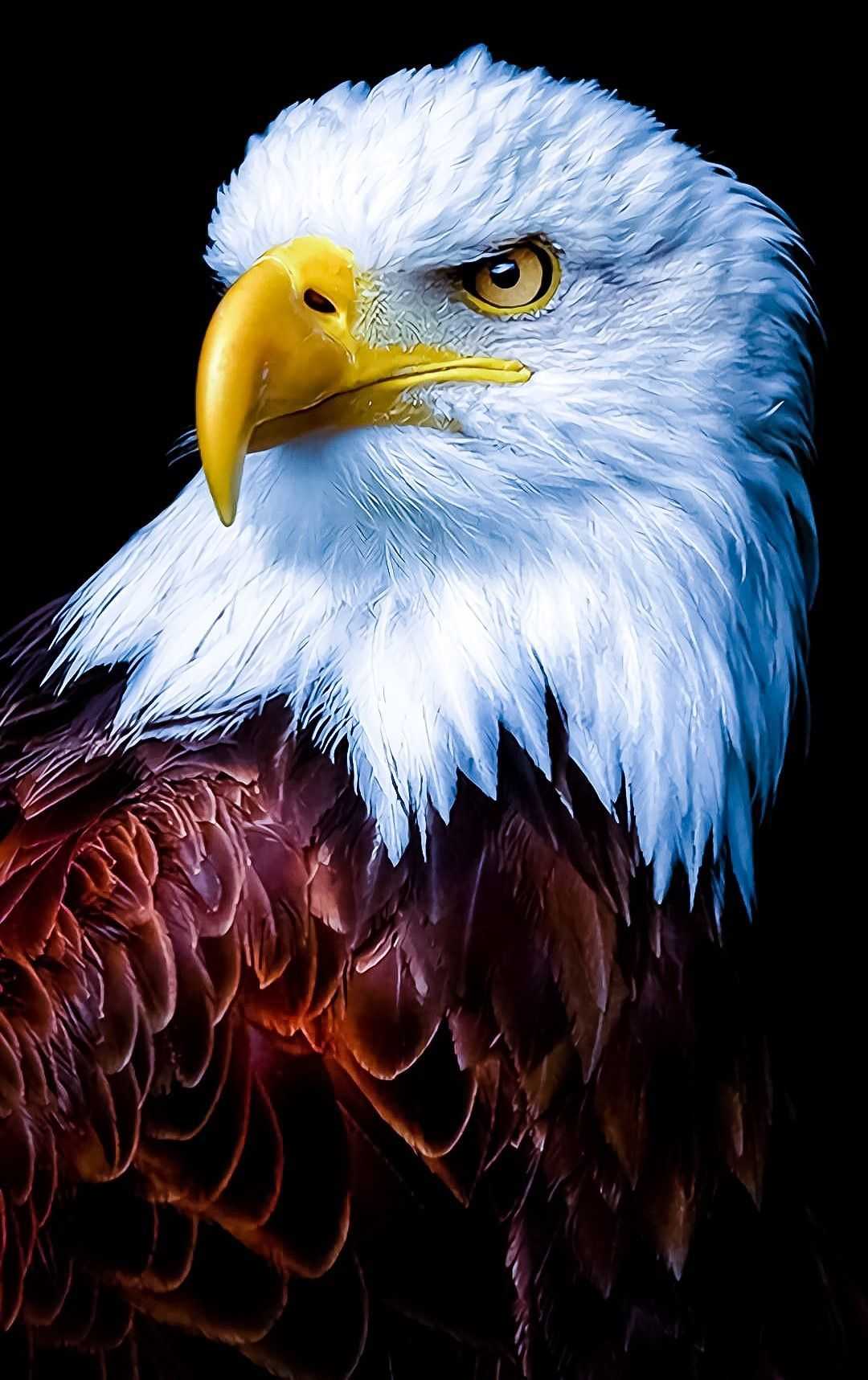 Bald Eagle Wallpaper Phone
