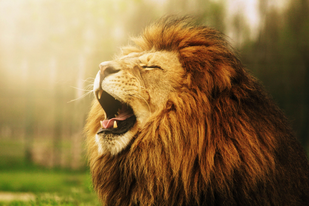 Lion Roar He The King Of Land Roars For All To