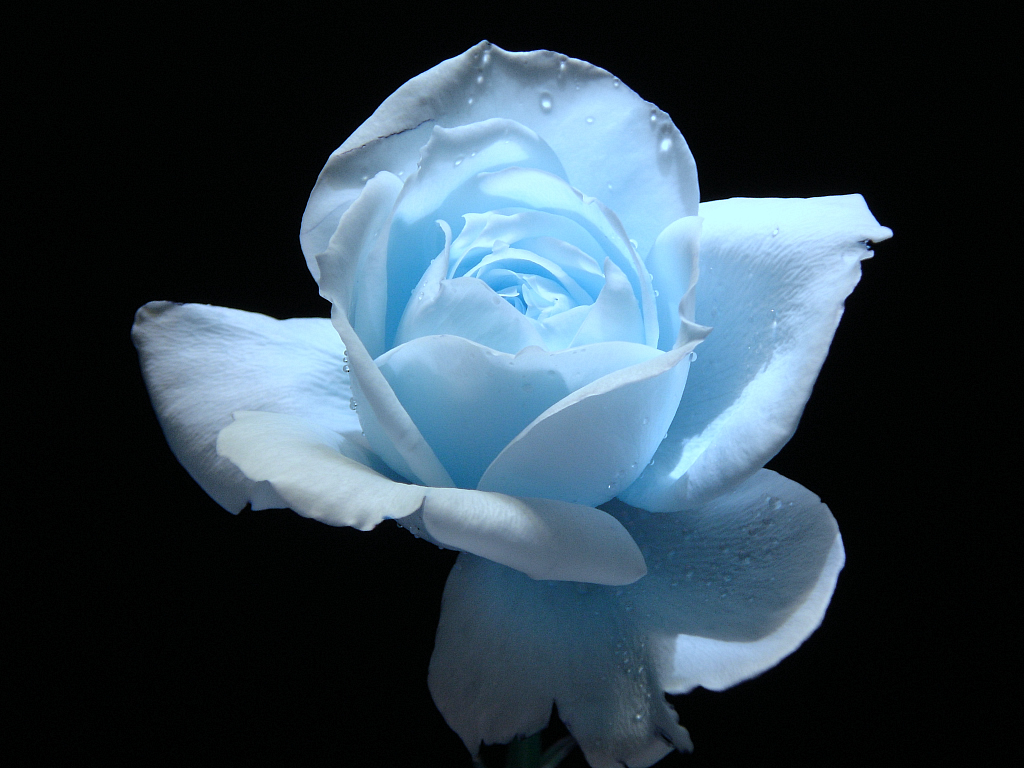 Free download Light Blue Rose Flower Wallpaper [for your