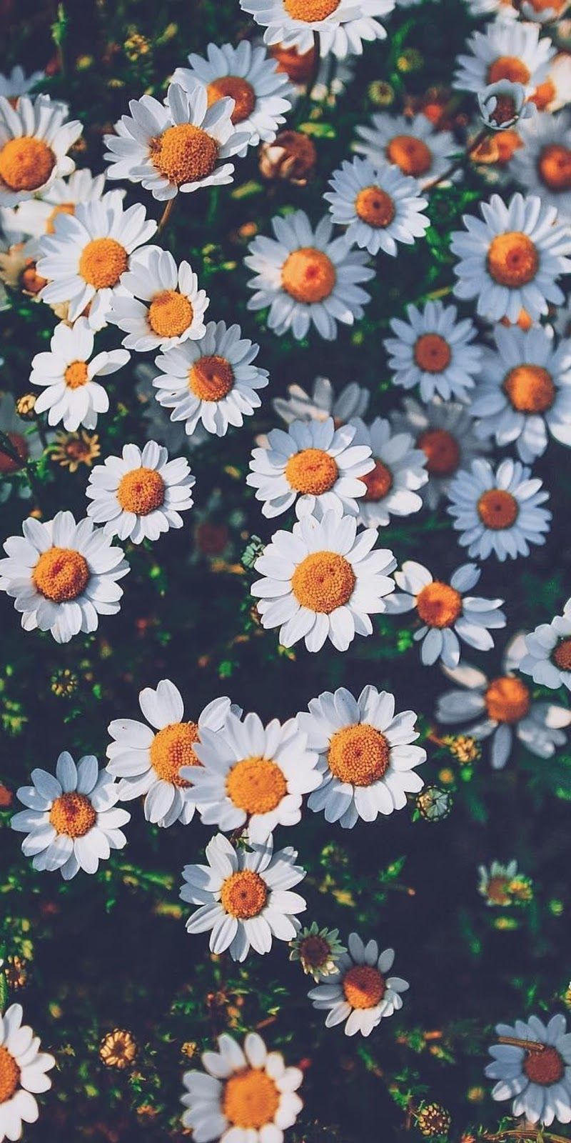 iPhone Wallpaper Flower Daisy Plant Oxeye Floral