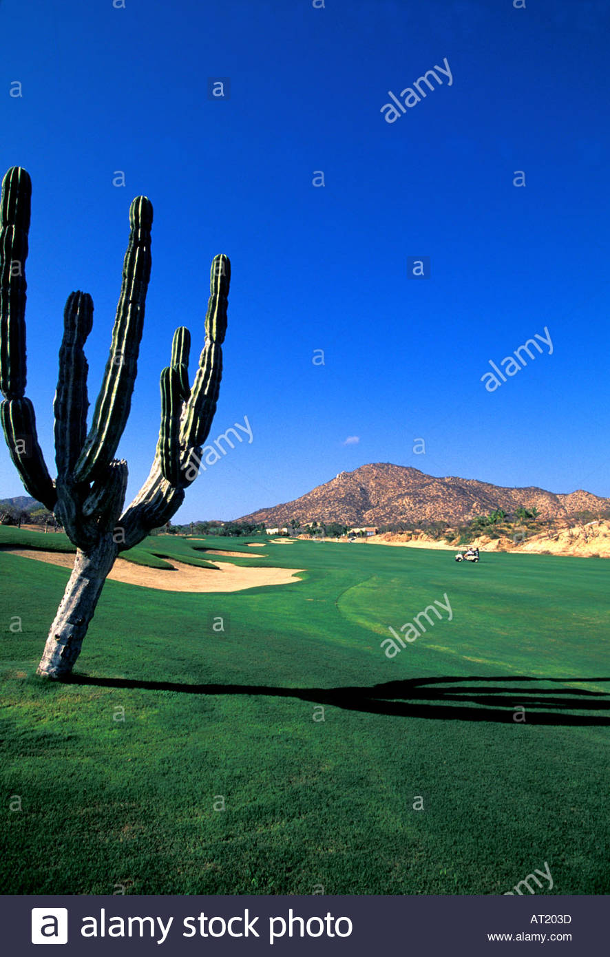 Golf Course Cactus Cabo San Lucas Los Cabos Mexico Iconic Golfing