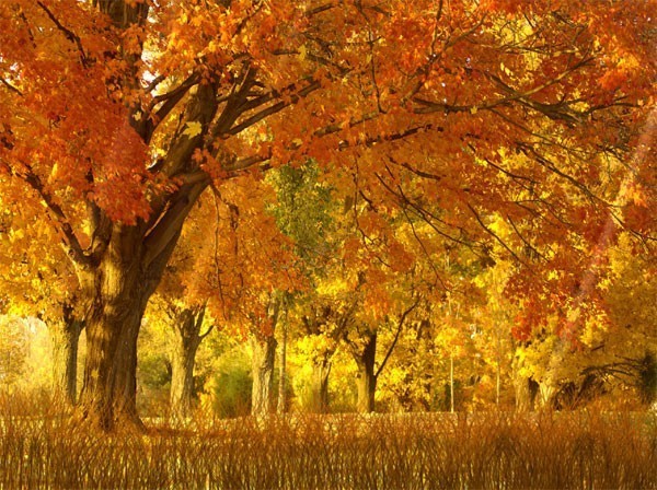 Fall Season Animated Wallpaper An Picture Of A Beautiful