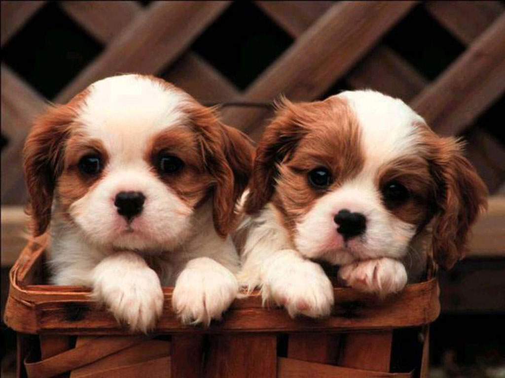  Zoo Park 8 Cute Puppies Wallpapers Cute Puppy Wallpapers for Desktop